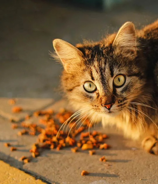 Right Suntone company introduction - cat with pet food