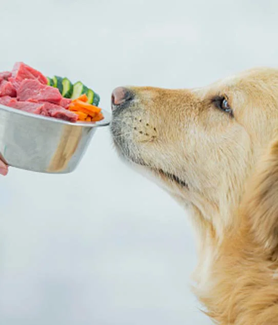 Right Suntone company introduction - golden retriever with natural pet food